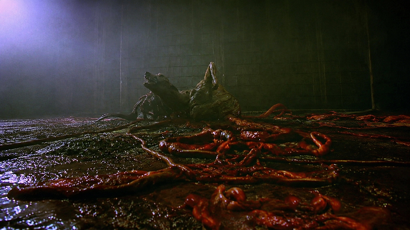 16. O Início do Horror no Canil dos Huskies